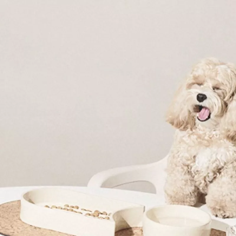 Animals & Pet Supplies