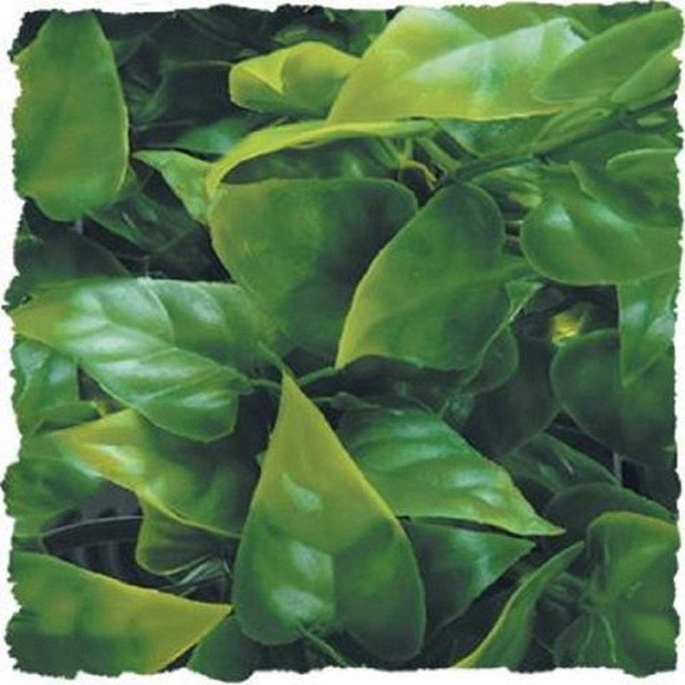 Zoomed BU-30 Mexican Phyllo Plastic Plant, Large