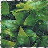 Zoomed BU-30 Mexican Phyllo Plastic Plant, Large view 1