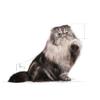 Royal Canin 55161 Persian Cat Food, 2 kg view 3