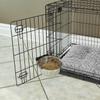 MidWest Homes for Pets - Snap'y Fit Stainless Steel Bowl, 295 ml view 2