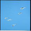 Flensted Mobile The Swans of the North view 2