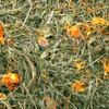 JR Farm Dandelion Meadow 500g view 2