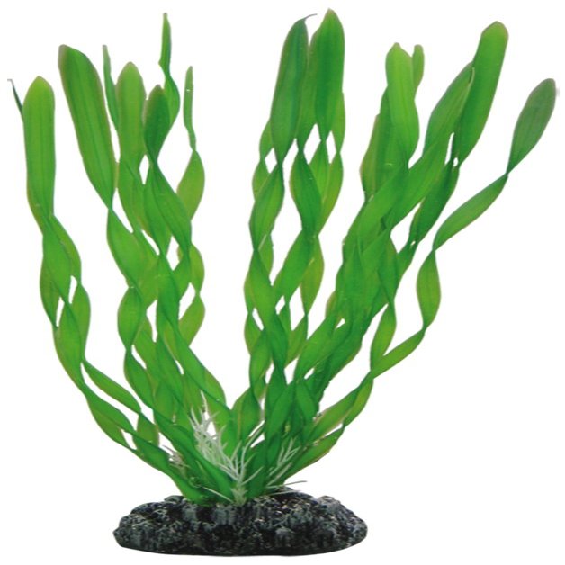 Hobby Vallisneria, 20 cm