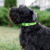 Ferplast Adjustable Dog Collar, Size M, Blue view 3