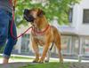 HUNTER FREESTYLE Retriever Dog Leash, Black, Integrated Collar, Adjustable, 10/120 view 2
