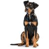 HUNTER SWISS Dog Collar, Brown/Black, Cowhide Leather, Handcrafted, Swiss Cross, Made in Germany, Size 42 view 4