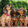 TRIXIE Junior Puppy Collar Gre ML view 2