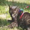 Kerbl Pet Cat Harness Rainbow 10 mm / 120 cm view 2