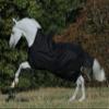 Kerbl Bucas Irish Turnout Horse Blanket Extra 300 g, 115 cm, Black/Gold view 3