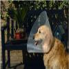 Beeztees Plastic Dog Collar, 31-38 x 15 cm view 1