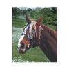 Fly Fringe Band for Ponies view 2