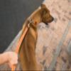 Rogz Utility Small 3/8" Reflective Nitelife Dog Leash view 3