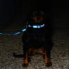 Rogz Utility Small 3/8" Reflective Nitelife Dog Leash view 4