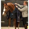 Horseware Rambo Duo Liner Winter Underblanket 100/200/300/400 g – Selectable Size view 2