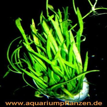 5 Bunches of New Zealand Grass, Aquarium Lawn