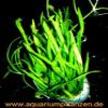5 Bunches of New Zealand Grass, Aquarium Lawn view 1