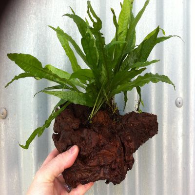 Java Fern, Species