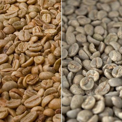 Green Coffee Costa Rica Tarrazú 1,000 g