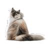 ROYAL CANIN Hair & Skin Care Wet Cat Food in Jelly, 12 x 85 g view 3