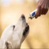 Virbac Nutri-Plus Gel | 120 g | Dietary Supplementary Feed for Dogs & Cats | Concentrated Energy Source view 2