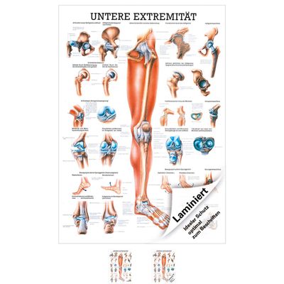 Rüdiger Lower Extremity Anatomy Educational Wall Chart 100 x 70 cm, Medical Teaching Aid