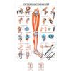 Rüdiger Lower Extremity Anatomy Educational Wall Chart 100 x 70 cm, Medical Teaching Aid view 1