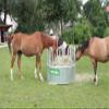 Kerbl Round Hay Rack with 8 Feeding Spaces view 4