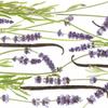 PRIMAVERA Soothing Lavender Vanilla Shower Balm, 200 ml view 3