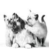 ROYAL CANIN MOTHER & BABYCAT | 400 g view 4