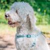 Nobby Soft Grip Harness, Turquoise view 3