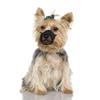 Karlie Comfort Muzzle, L: 13–17 cm, H: 30–42 cm, Black, Yorkshire, Chihuahua, Papillon view 4