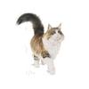 Royal Canin Feline Instinctive +7 85g view 3