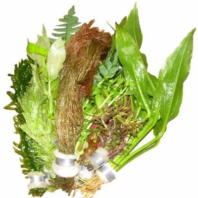 10 Mixed Aquatic Plants in Bundles or Pots of Our Choice