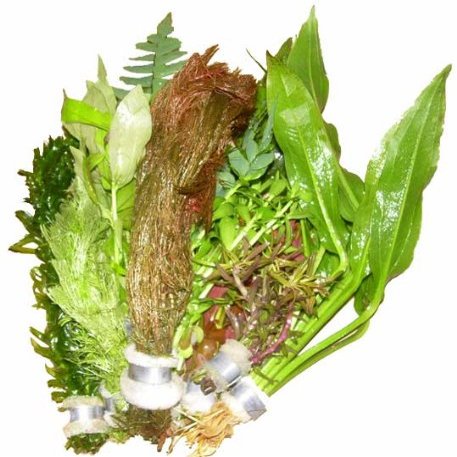 10 Mixed Aquatic Plants in Bundles or Pots of Our Choice