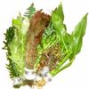 10 Mixed Aquatic Plants in Bundles or Pots of Our Choice view 1