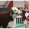 Weaver Rounded Leather Halter for Dairy and Beef Cattle, 90-0525, Brown, L view 2