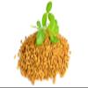 Makana Fenugreek Seeds for Animals, Whole, 2.5 kg Bag view 2
