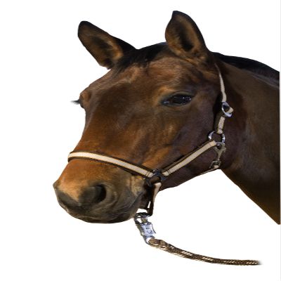 Horse Halter