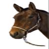 Horse Halter view 1
