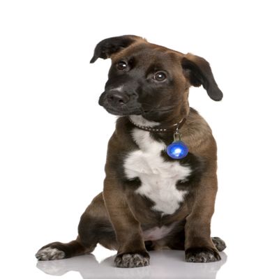 LED Light Pendant for Dogs and Cats