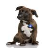 LED Light Pendant for Dogs and Cats view 1