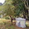 pharmavoyage Cabin 2 Mosquito Net - Impregnated Insect Protection view 3