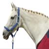HKM Stars Lead Rope Dark Pink 180 cm view 2