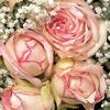 Unknown Napkins, 20 ct., 33 x 33 cm, Lunch Pink Roses/ROYAL Flower view 1