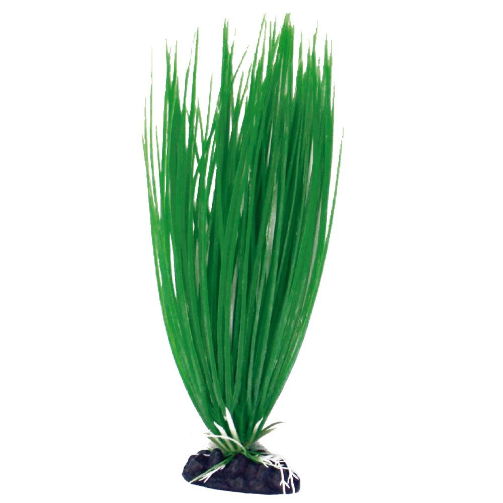 Amtra Wave A8011935 Classic Acorus Plant, L