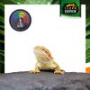 Terra Exotica Analog Thermometer - Color Scale view 4