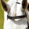 AMKA Nora Browband for Rhinestones, Black view 1