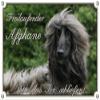 Petsigns Dog Sign – Afghan Hound – Sturdy Metal Warning Sign, DIN A4 view 1