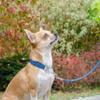 Ferplast Daytona Stop-Pull Collar, Nylon, Padded, Adjustable for Small Dogs, Easy Closure (Neck Size 28-40 cm), S, Blue view 2